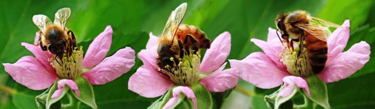 bees-4003580_1920 modif